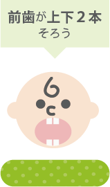 前歯が上下2本そろう