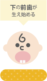 下の歯が生え始める